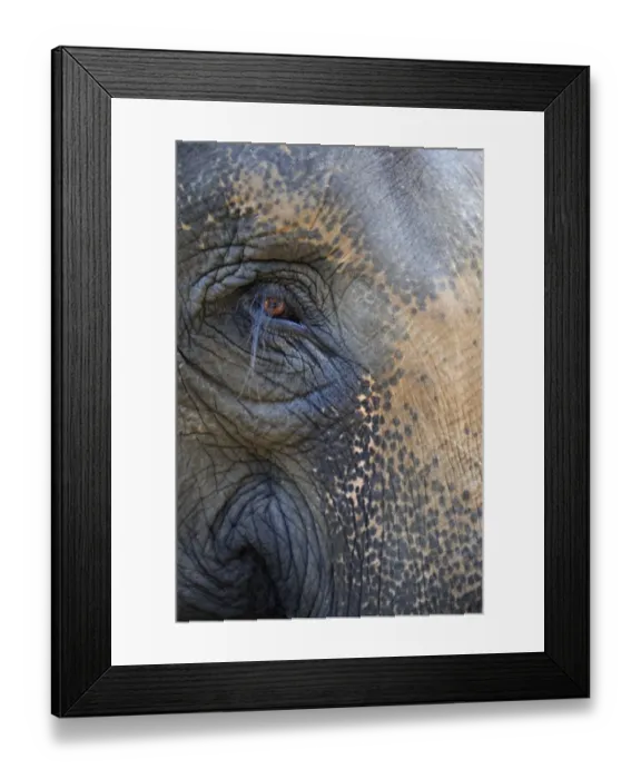 Framed Print : Asian Elephant (Elephas maximus indicus) adult, close-up of eye, Bandhavgarh N. P. Madhya Pradesh, India, December
