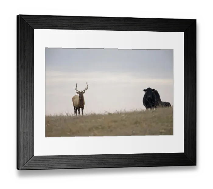 Framed Print : American Elk (Cervus canadensis manitobensis) adult male, attached to cattle in pasture, North Dakota, U. S. A. November Framed Print : American Elk (Cervus canadensis manitobensis) adult male, attached to cattle in pasture, North Dakota, U. S. A. November