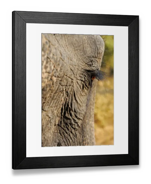 Framed Print : Asian Elephant (Elephas maximus indicus) adult, close-up of eye, Bandhavgarh N. P. Madhya Pradesh, India, December