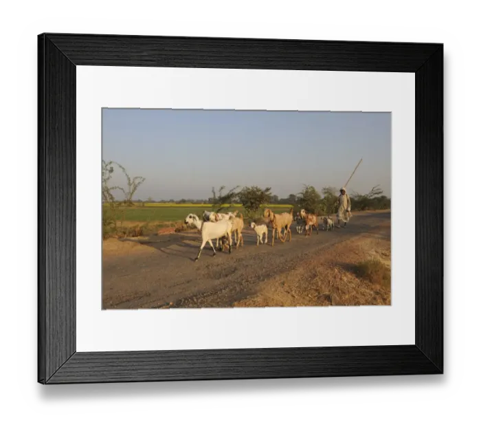Framed Print : Domestic Goat, herd, walking on road with herder, near Bharatpur, Rajasthan, India, December Framed Print : Domestic Goat, herd, walking on road with herder, near Bharatpur, Rajasthan, India, December