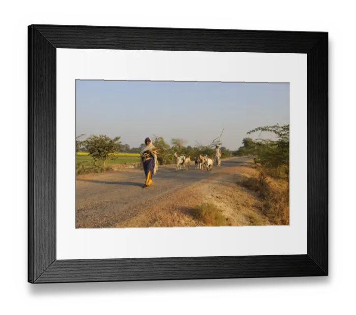 Framed Print : Domestic Goat, herd, walking on road with herder and woman carrying firewood, near Bharatpur, Rajasthan, India Framed Print : Domestic Goat, herd, walking on road with herder and woman carrying firewood, near Bharatpur, Rajasthan, India