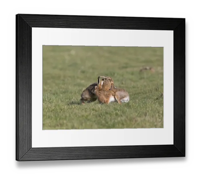 Framed Print : European Hare (Lepus europaeus) adult pair, boxing, female biting back fur of male in grass field, Suffolk, England Framed Print : European Hare (Lepus europaeus) adult pair, boxing, female biting back fur of male in grass field, Suffolk, England