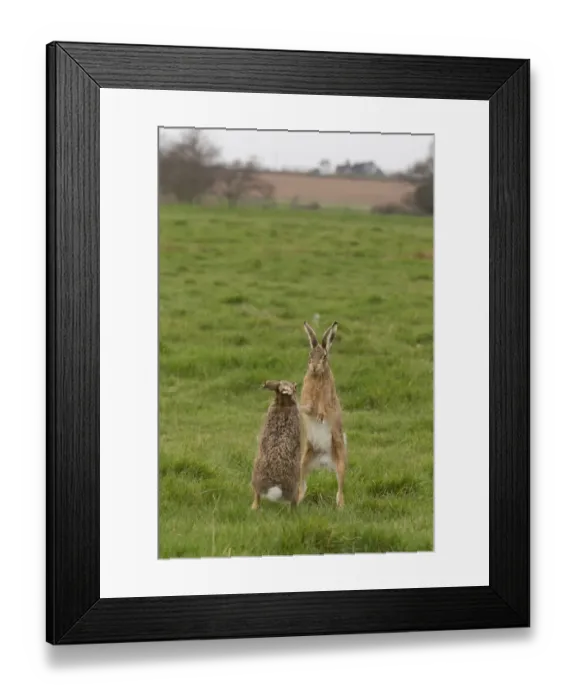 Framed Print : European Hare (Lepus europaeus) adult pair, boxing, female fighting off male in grass field, Suffolk, England, March