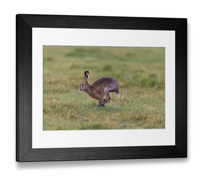 Framed Print : European Hare (Lepus europaeus) adult, running in wet grass field, with water spraying off hind feet, Suffolk, England Framed Print : European Hare (Lepus europaeus) adult, running in wet grass field, with water spraying off hind feet, Suffolk, England