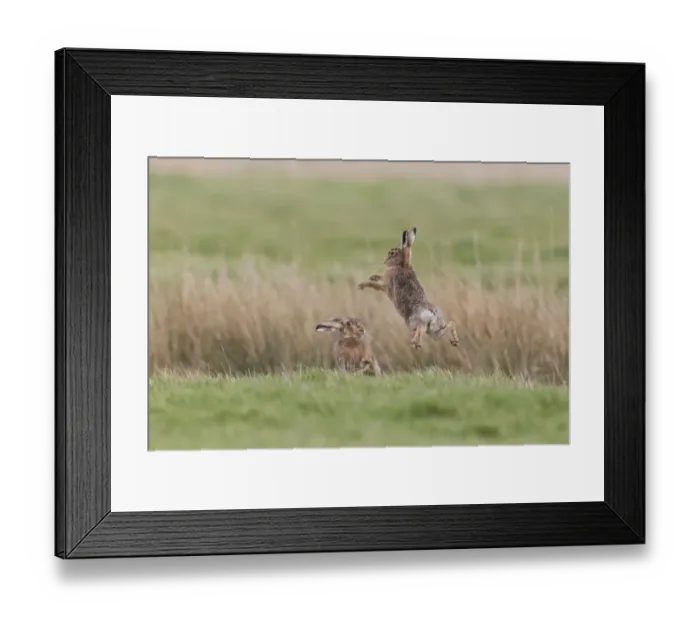Framed Print : European Hare (Lepus europaeus) adult pair, boxing, female fighting off male in grass field, Suffolk, England, March Framed Print : European Hare (Lepus europaeus) adult pair, boxing, female fighting off male in grass field, Suffolk, England, March