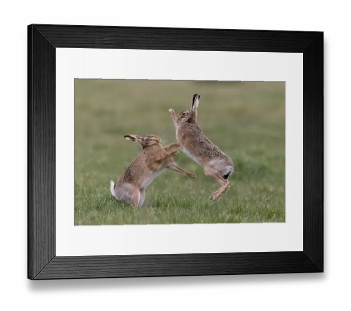 Framed Print : European Hare (Lepus europaeus) adult pair, boxing, female fighting off male in grass field, Suffolk, England, March Framed Print : European Hare (Lepus europaeus) adult pair, boxing, female fighting off male in grass field, Suffolk, England, March