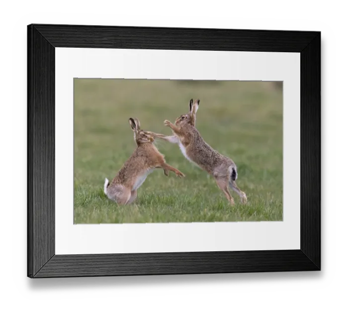 Framed Print : European Hare (Lepus europaeus) adult pair, boxing, female fighting off male in grass field, Suffolk, England, March Framed Print : European Hare (Lepus europaeus) adult pair, boxing, female fighting off male in grass field, Suffolk, England, March