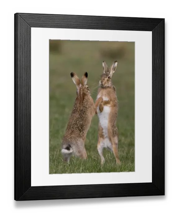 Framed Print : European Hare (Lepus europaeus) adult pair, boxing, female fighting off male in grass field, Suffolk, England, March Framed Print : European Hare (Lepus europaeus) adult pair, boxing, female fighting off male in grass field, Suffolk, England, March