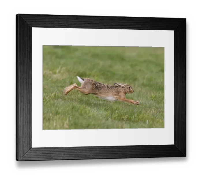 Framed Print : European Hare (Lepus europaeus) adult, running in grass field, Suffolk, England, March Framed Print : European Hare (Lepus europaeus) adult, running in grass field, Suffolk, England, March