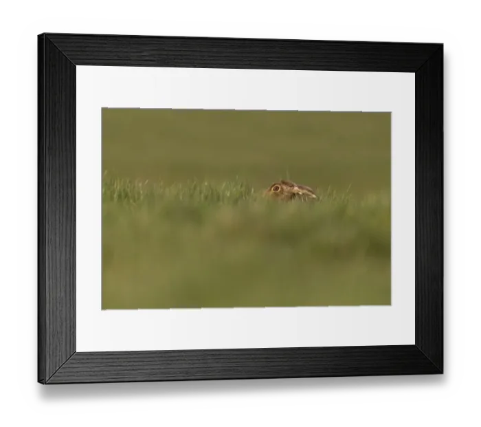 Framed Print : Blacktip Shark (Carcharhinus limbatus) and Long-beaked Common Dolphin (Delphinus capensis) adults Framed Print : Blacktip Shark (Carcharhinus limbatus) and Long-beaked Common Dolphin (Delphinus capensis) adults