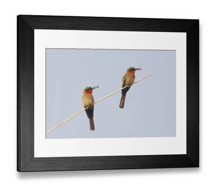 Framed Print : Red-throated Bee-eater (Merops bullocki) two adults, with insect prey in beaks, perched on stem, Gambia, February Framed Print : Red-throated Bee-eater (Merops bullocki) two adults, with insect prey in beaks, perched on stem, Gambia, February