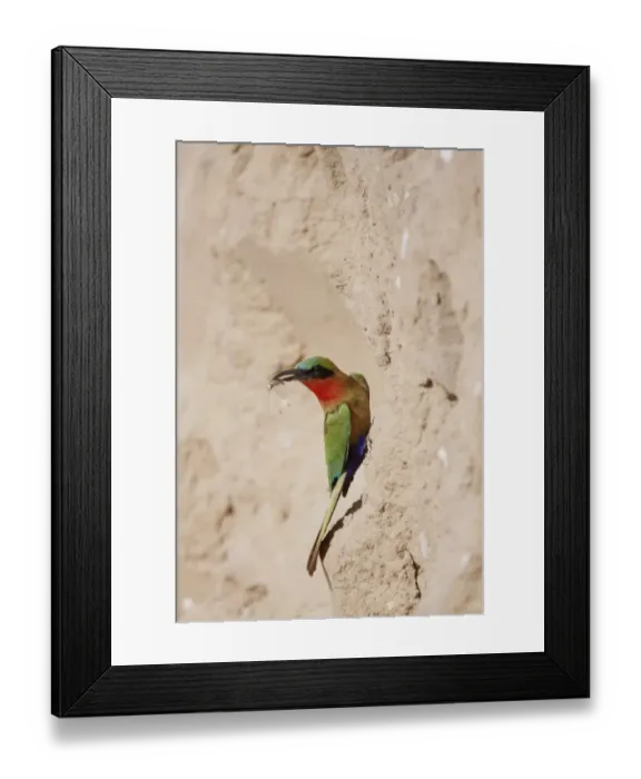 Framed Print : Red-throated Bee-eater (Merops bullocki) adult, with insect prey in beak, bringing food to nesthole, Gambia, February