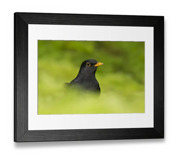 Framed Print : European Blackbird (Turdus merula) adult male, standing amongst moss, Suffolk, England, January Framed Print : European Blackbird (Turdus merula) adult male, standing amongst moss, Suffolk, England, January