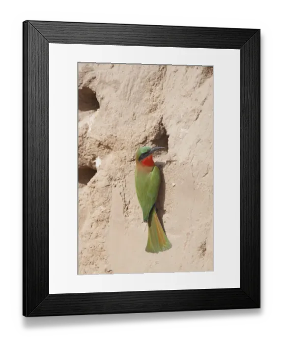 Framed Print : Red-throated Bee-eater (Merops bullocki) adult, at nesthole entrance, Gambia, February Framed Print : Red-throated Bee-eater (Merops bullocki) adult, at nesthole entrance, Gambia, February