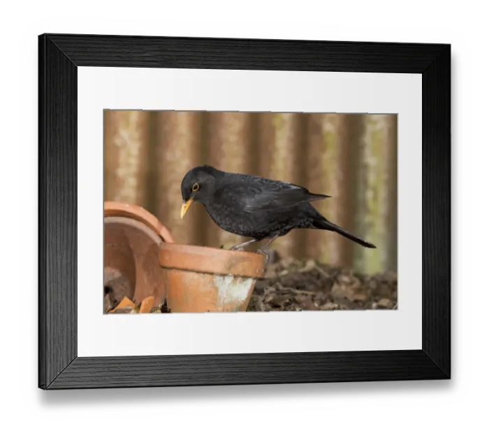 Framed Print : European Blackbird (Turdus merula) adult male, perched on flowerpot, Suffolk, England, February Framed Print : European Blackbird (Turdus merula) adult male, perched on flowerpot, Suffolk, England, February
