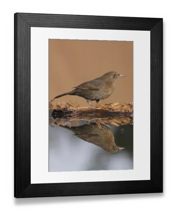 Framed Print : European Blackbird (Turdus merula) adult female, standing at edge of pool with reflection, West Yorkshire, England Framed Print : European Blackbird (Turdus merula) adult female, standing at edge of pool with reflection, West Yorkshire, England