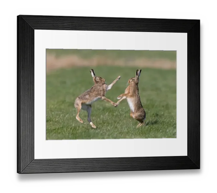 Framed Print : European Hare (Lepus europaeus) adult pair, boxing, female fighting off male in grass field, Suffolk, England, March Framed Print : European Hare (Lepus europaeus) adult pair, boxing, female fighting off male in grass field, Suffolk, England, March