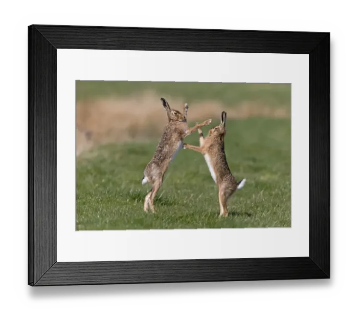 Framed Print : European Hare (Lepus europaeus) adult pair, boxing, female fighting off male in grass field, Suffolk, England, March Framed Print : European Hare (Lepus europaeus) adult pair, boxing, female fighting off male in grass field, Suffolk, England, March