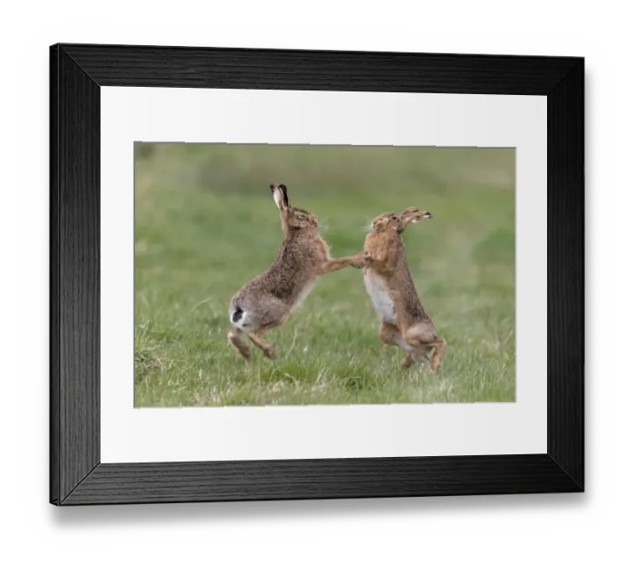 Framed Print : European Hare (Lepus europaeus) adult pair, boxing, female fighting off male in grass field, Suffolk, England, March Framed Print : European Hare (Lepus europaeus) adult pair, boxing, female fighting off male in grass field, Suffolk, England, March
