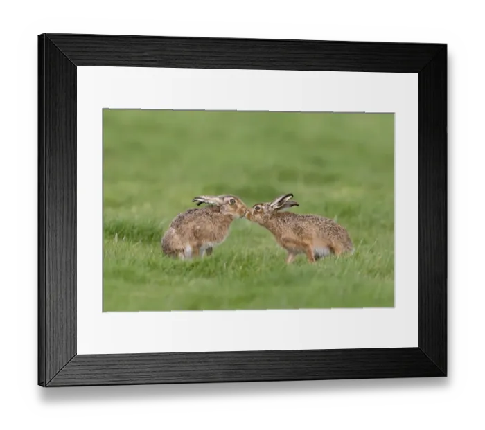 Framed Print : European Hare (Lepus europaeus) adult pair, touching noses in grass field, Suffolk, England, March Framed Print : European Hare (Lepus europaeus) adult pair, touching noses in grass field, Suffolk, England, March