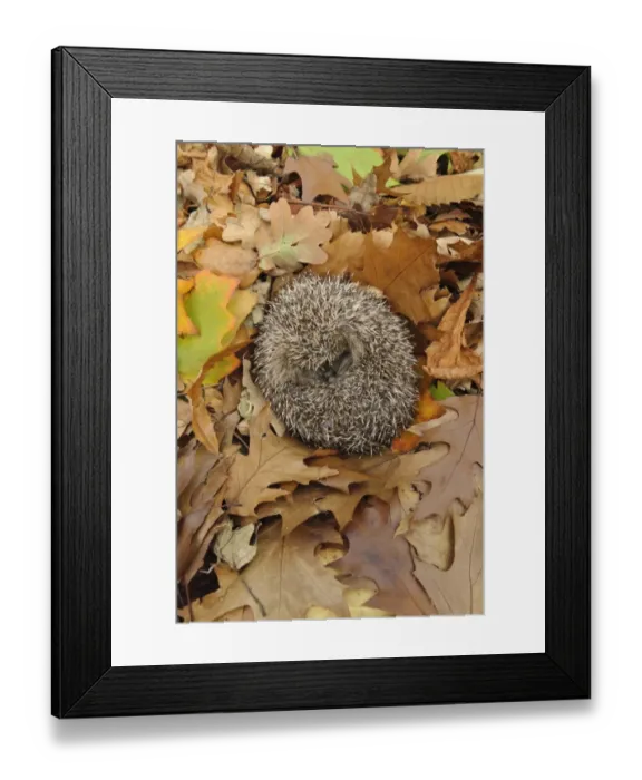 Framed Print : European Hedgehog (Erinaceus europaeus) immature, rescued animal sleeping amongst fallen leaves in garden Framed Print : European Hedgehog (Erinaceus europaeus) immature, rescued animal sleeping amongst fallen leaves in garden