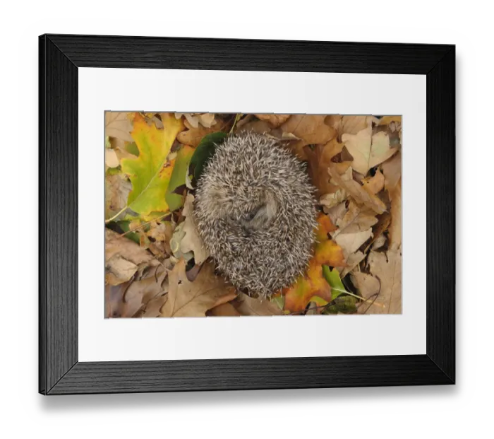 Framed Print : European Hedgehog (Erinaceus europaeus) immature, rescued animal sleeping amongst fallen leaves in garden Framed Print : European Hedgehog (Erinaceus europaeus) immature, rescued animal sleeping amongst fallen leaves in garden
