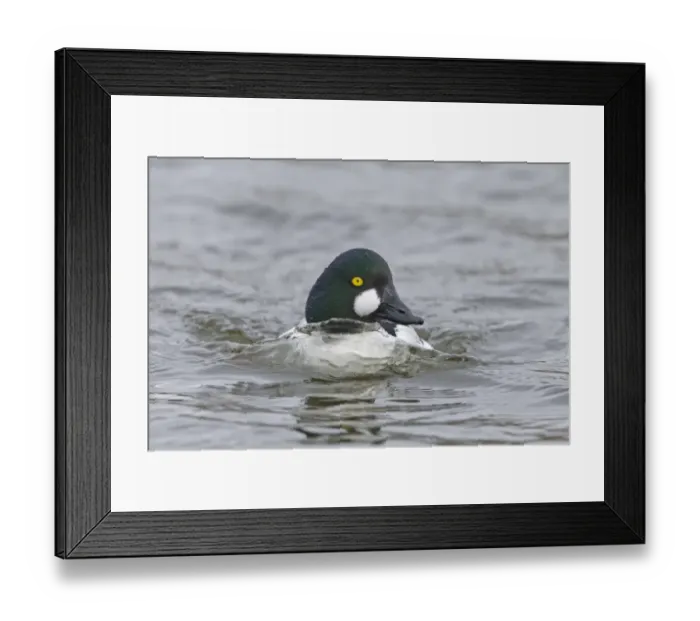 Framed Print : Common Goldeneye (Bucephala clangula) adult male, swimming, Pensthorpe Nature Reserve, Norfolk, England, February Framed Print : Common Goldeneye (Bucephala clangula) adult male, swimming, Pensthorpe Nature Reserve, Norfolk, England, February