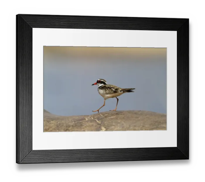 Framed Print : Black-fronted Dotterel (Elseyornis melanops) adult, walking on rock, Ormiston Gorge, West MacDonnell N. P Framed Print : Black-fronted Dotterel (Elseyornis melanops) adult, walking on rock, Ormiston Gorge, West MacDonnell N. P