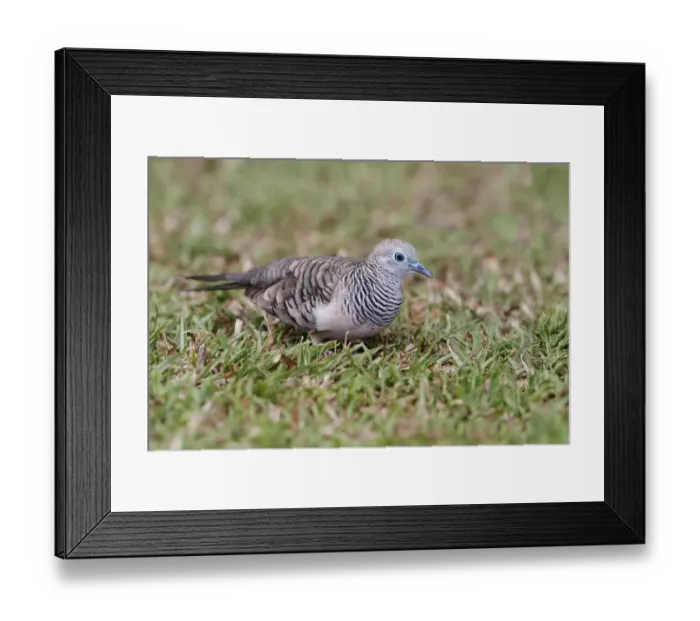 Framed Print : Peaceful Dove (Geopelia placida) adult, foraging on short grass, Cairns, Queensland, Australia, September Framed Print : Peaceful Dove (Geopelia placida) adult, foraging on short grass, Cairns, Queensland, Australia, September