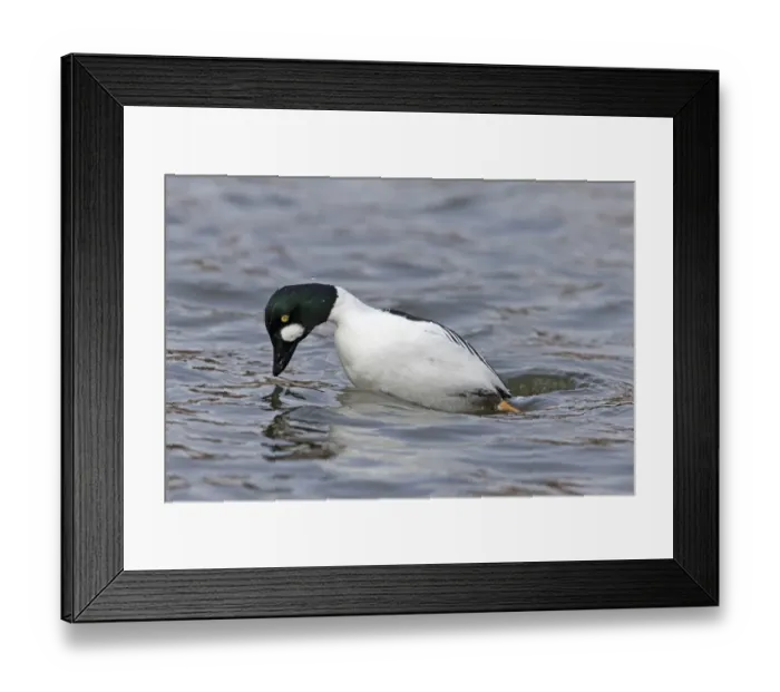 Framed Print : Common Goldeneye (Bucephala clangula) adult male, diving, Pensthorpe Nature Reserve, Norfolk, England, February Framed Print : Common Goldeneye (Bucephala clangula) adult male, diving, Pensthorpe Nature Reserve, Norfolk, England, February