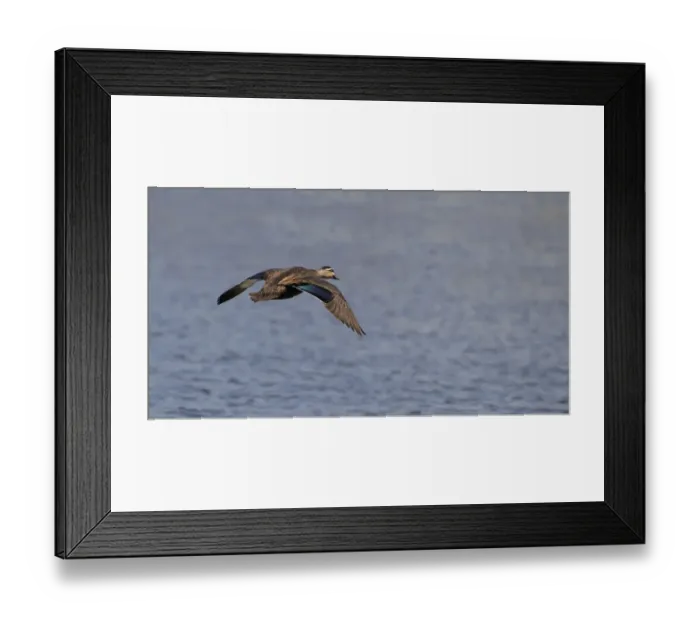 Framed Print : Pacific Black Duck (Anas superciliosa rogersi) adult, in flight over water, Brisbane, Queensland, Australia, October Framed Print : Pacific Black Duck (Anas superciliosa rogersi) adult, in flight over water, Brisbane, Queensland, Australia, October