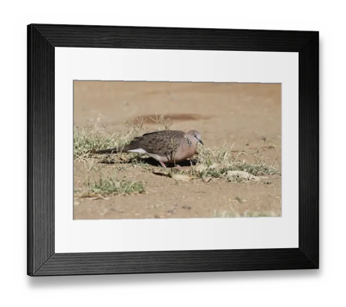 Framed Print : Spotted Dove (Spilopelia chinensis) introduced species, adult, foraging on ground, Cairns, Queensland, Australia Framed Print : Spotted Dove (Spilopelia chinensis) introduced species, adult, foraging on ground, Cairns, Queensland, Australia
