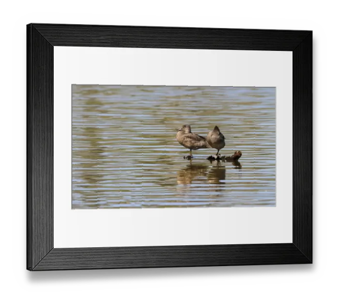 Framed Print : Freckled Duck (Stictonetta naevosa) adult pair, roosting on submerged log in water, Hasties Swamp N. P Framed Print : Freckled Duck (Stictonetta naevosa) adult pair, roosting on submerged log in water, Hasties Swamp N. P