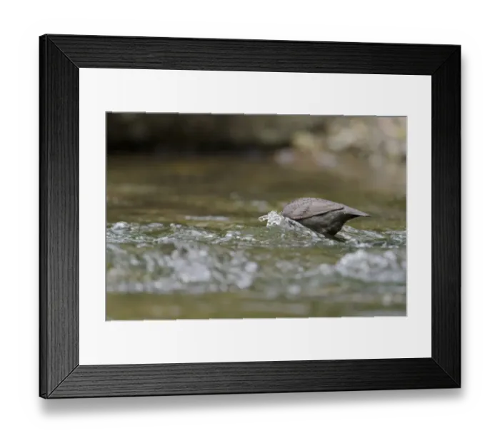 Framed Print : White-throated Dipper (Cinclus cinclus gularis) adult, foraging with head submerged in stream, Wales, May Framed Print : White-throated Dipper (Cinclus cinclus gularis) adult, foraging with head submerged in stream, Wales, May