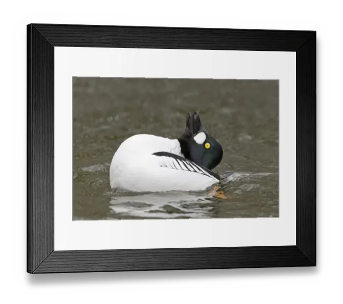 Framed Print : Common Goldeneye (Bucephala clangula) adult male, displaying on water, Pensthorpe Nature Reserve, Norfolk, England Framed Print : Common Goldeneye (Bucephala clangula) adult male, displaying on water, Pensthorpe Nature Reserve, Norfolk, England