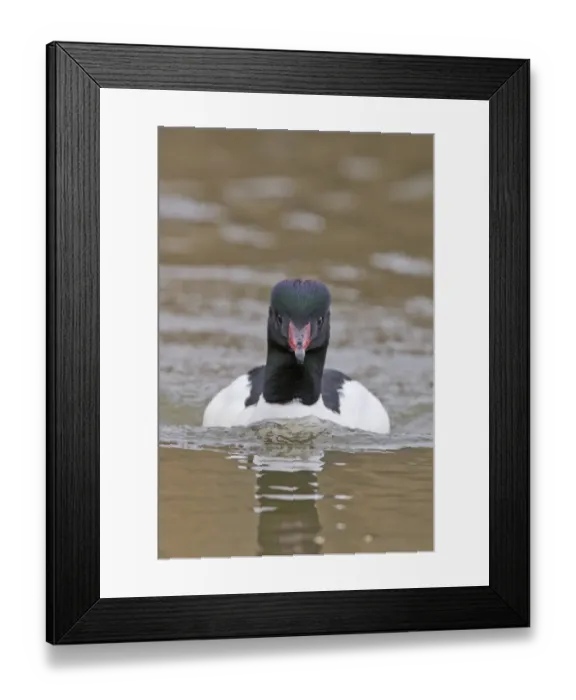 Framed Print : Goosander (Mergus merganser) adult male, swimming head on, Pensthorpe Nature Reserve, Norfolk, England, February Framed Print : Goosander (Mergus merganser) adult male, swimming head on, Pensthorpe Nature Reserve, Norfolk, England, February