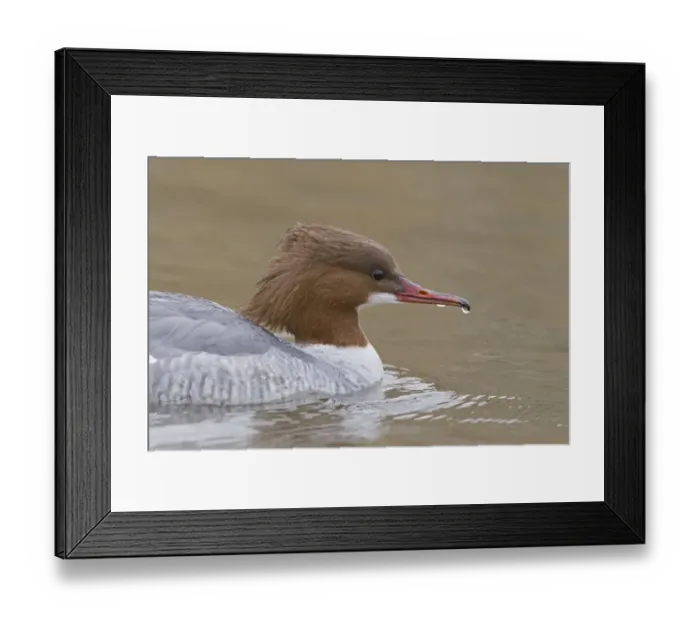 Framed Print : Goosander (Mergus merganser) adult female, close-up of head, swimming, Pensthorpe Nature Reserve, Norfolk, England Framed Print : Goosander (Mergus merganser) adult female, close-up of head, swimming, Pensthorpe Nature Reserve, Norfolk, England