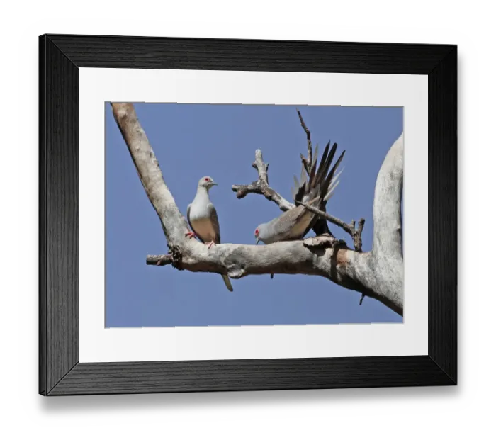 Framed Print : Diamond Dove (Geopelia cuneata) adult pair, male performing courtship display to female, Uluru-Kata Tjuta N. P