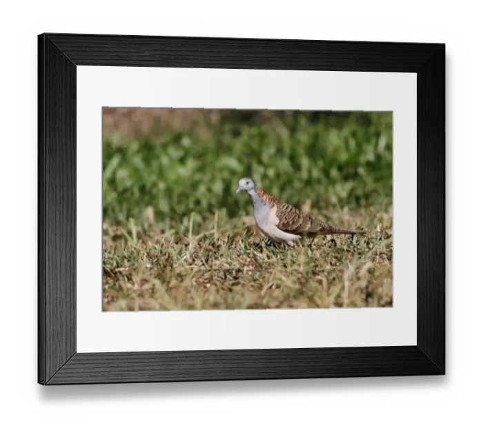Framed Print : Bar-shouldered Dove (Geopelia humeralis) adult, walking on grass, Daintree N. P. Queensland, Australia, September Framed Print : Bar-shouldered Dove (Geopelia humeralis) adult, walking on grass, Daintree N. P. Queensland, Australia, September