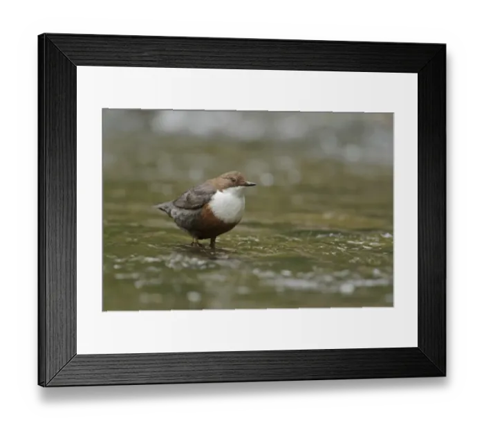 Framed Print : White-throated Dipper (Cinclus cinclus gularis) adult, foraging in stream, Wales, May Framed Print : White-throated Dipper (Cinclus cinclus gularis) adult, foraging in stream, Wales, May