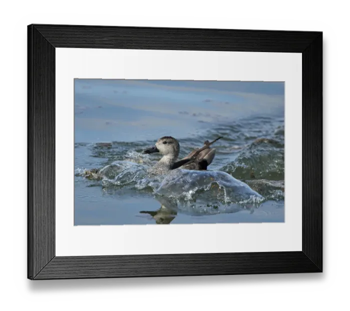 Framed Print : Gadwall (Anas strepera) adult male, breeding plumage, landing and making waves on water in flooded former gravel pit Framed Print : Gadwall (Anas strepera) adult male, breeding plumage, landing and making waves on water in flooded former gravel pit