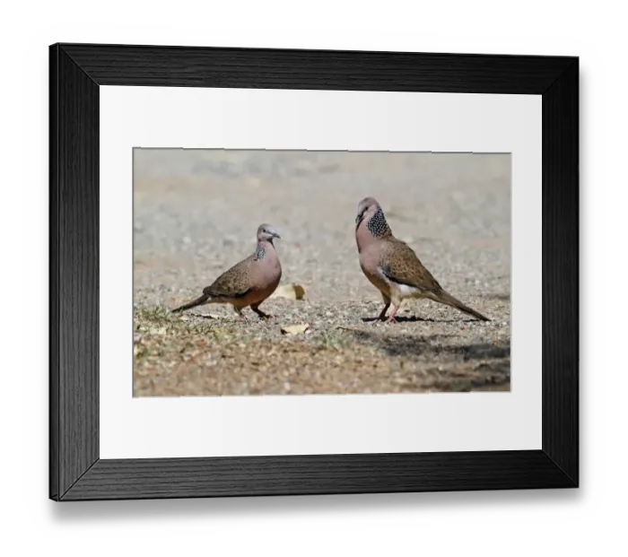 Framed Print : Spotted Dove (Spilopelia chinensis) introduced species, adult pair, male in courtship display to female, Cairns Framed Print : Spotted Dove (Spilopelia chinensis) introduced species, adult pair, male in courtship display to female, Cairns