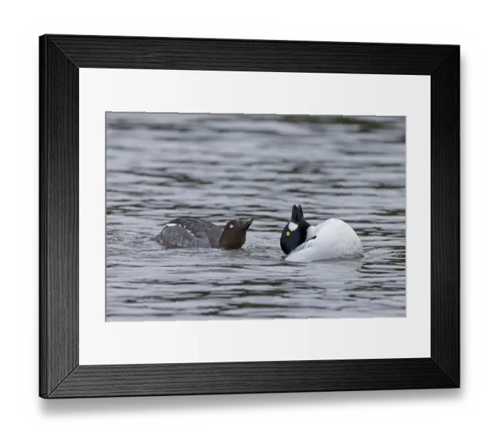 Framed Print : Common Goldeneye (Bucephala clangula) adult pair, displaying on water, Pensthorpe Nature Reserve, Norfolk, England Framed Print : Common Goldeneye (Bucephala clangula) adult pair, displaying on water, Pensthorpe Nature Reserve, Norfolk, England