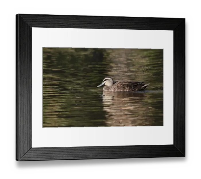 Framed Print : Pacific Black Duck (Anas superciliosa rogersi) adult, swimming, Brisbane, Queensland, Australia, October Framed Print : Pacific Black Duck (Anas superciliosa rogersi) adult, swimming, Brisbane, Queensland, Australia, October