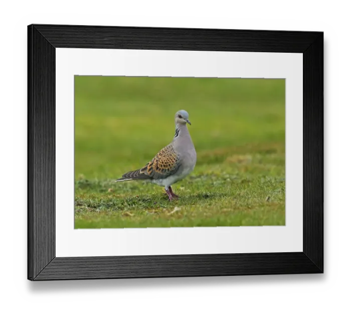 Framed Print : Eurasian Turtle-dove (Streptopelia turtur) adult, standing on grass in field, Norfolk, England, April Framed Print : Eurasian Turtle-dove (Streptopelia turtur) adult, standing on grass in field, Norfolk, England, April