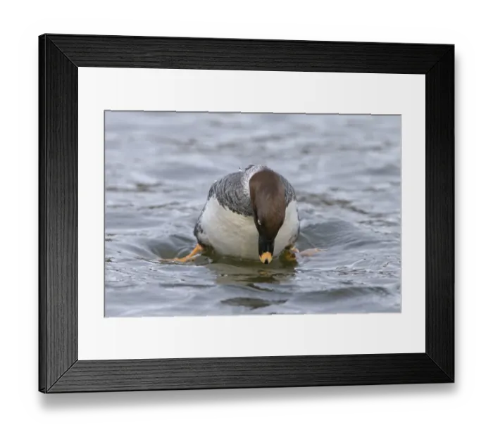 Framed Print : Common Goldeneye (Bucephala clangula) adult female, diving, Pensthorpe Nature Reserve, Norfolk, England, February Framed Print : Common Goldeneye (Bucephala clangula) adult female, diving, Pensthorpe Nature Reserve, Norfolk, England, February