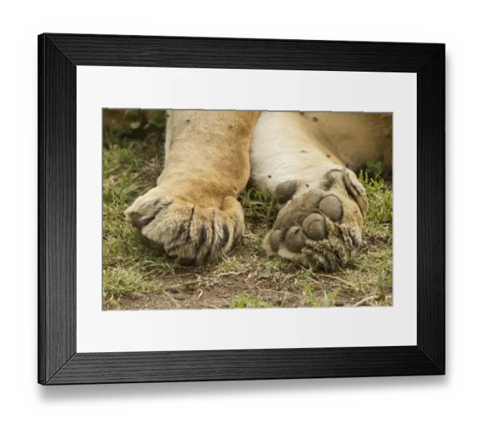 Framed Print : Masai Lion (Panthera leo nubica) adult male, close-up of paws, resting, Masai Mara, Kenya, October Framed Print : Masai Lion (Panthera leo nubica) adult male, close-up of paws, resting, Masai Mara, Kenya, October