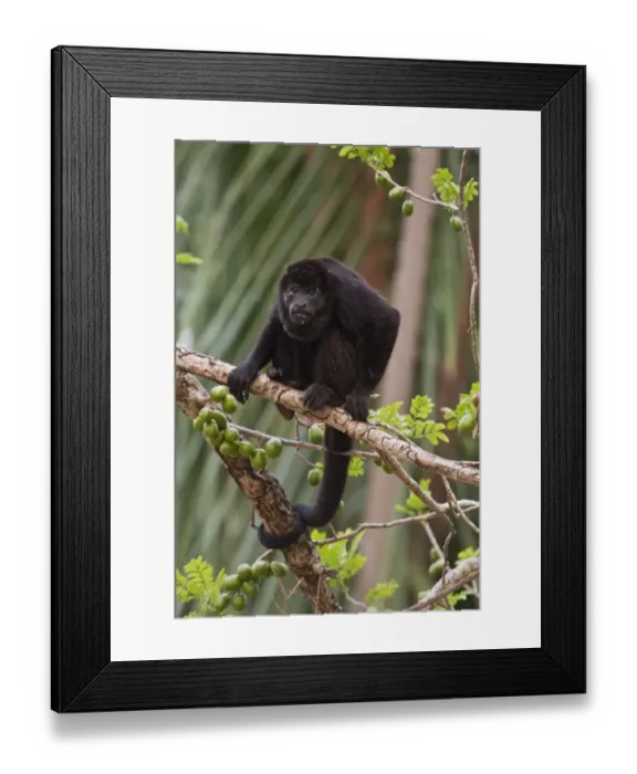Framed Print : Mantled Howler Monkey (Alouatta palliata) adult male, sitting on branch in fruiting tree, Costa Rica, April Framed Print : Mantled Howler Monkey (Alouatta palliata) adult male, sitting on branch in fruiting tree, Costa Rica, April