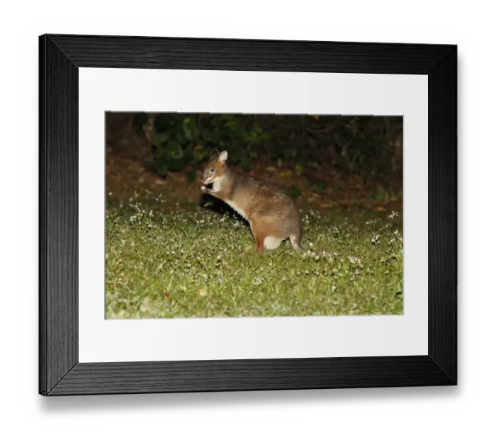 Framed Print : Red-legged Pademelon (Thylogale stigmatica) adult female, feeding in field at night, Atherton Tableland Framed Print : Red-legged Pademelon (Thylogale stigmatica) adult female, feeding in field at night, Atherton Tableland