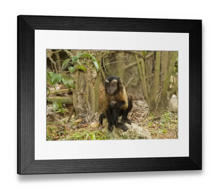 Framed Print : Brown Capuchin (Cebus apella) adult, feeding on rainforest floor, Devils Island, Iles du Salut, French Guiana, March Framed Print : Brown Capuchin (Cebus apella) adult, feeding on rainforest floor, Devils Island, Iles du Salut, French Guiana, March